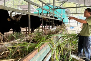 Cán bộ Vườn quốc gia Núi Chúa - Phước Bình, xã Bác Ái Tây (tỉnh Khánh Hòa) từng ngày quan sát, chăm chút từng động thái của mỗi cá thể bò tót lai để gìn giữ nguồn gen quý cho tương lai. (Ảnh: NGUYỄN TRUNG)