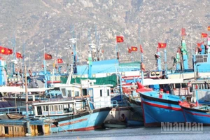 Tàu cá của ngư dân xã Cà Ná (Khánh Hòa) neo đậu an toàn, chuẩn bị cho việc sửa chữa. (Ảnh: NGUYỄN TRUNG)