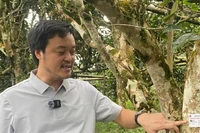 Thẻ chip định danh được gắn lên những cây chè shan tuyết cổ thụ. (Ảnh: TL)