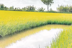 Nhiều hộ nông dân ở các xã Vĩnh Lộc, Ninh Thạnh Lợi, Hồng Dân (Cà Mau) trồng giống lúa BL9 kết hợp nuôi tôm, đem lại hiệu quả rất cao.