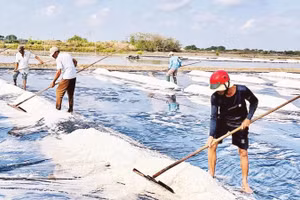 Diêm dân thu hoạch muối.