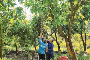 Nhà vườn Cù Lao Giêng kém vui vì vụ này xoài giá thấp.