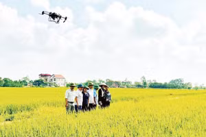 Mô hình sử dụng máy bay không người lái ở xã Nguyễn Trãi, tỉnh Hưng Yên trong quản lý, chăm sóc lúa.