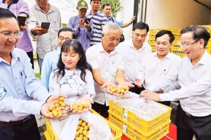 Sở Công thương thành phố Cần Thơ phối hợp doanh nghiệp đưa trái thanh nhãn xuất khẩu sang Mỹ.