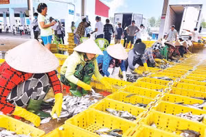 Hoạt động thu mua, phân loại tại cảng cá Tắc Cậu.