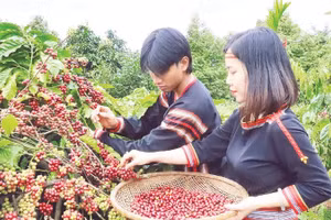 “Tri thức trồng và chế biến cà-phê Đắk Lắk” được chứng nhận Di sản văn hóa phi vật thể quốc gia.