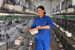 Chị Nguyễn Thị Hiền chăm sóc đàn chim bồ câu tại chuồng trại ở thông Hồng Lạc, xã Yên Thế, tỉnh Bắc Ninh