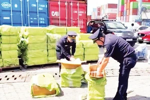 Lực lượng chức năng kiểm tra hàng hóa có dấu hiệu vi phạm tại Cảng Cát Lái, Thành phố Hồ Chí Minh. (Ảnh THANH HÒA)