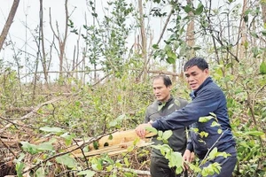 Lãnh đạo Ban Quản lý rừng phòng hộ Sông Cầu kiểm tra diện tích rừng bị đổ ngã do cơn bão số 13 gây ra, đến nay vẫn chưa xử lý được.