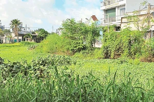 Cỏ dại, lau sậy mọc um tùm ở các con rạch.