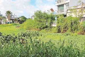 Cỏ dại, lau sậy mọc um tùm ở các con rạch.