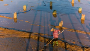 Ngao dân. (Ảnh NGUYỄN VIẾT CƯỜNG)