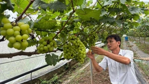 Ông Thiều Văn Thiết đang cắt tỉa nho sữa để chờ thu hoạch vào đầu tháng 8. (Ảnh: DIỆU THƯƠNG)