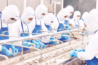Chế biến tôm đông lạnh xuất khẩu tại Công ty Phát triển kinh tế Duyên Hải (COFIDEC), Thành phố Hồ Chí Minh. (Ảnh CTV)
