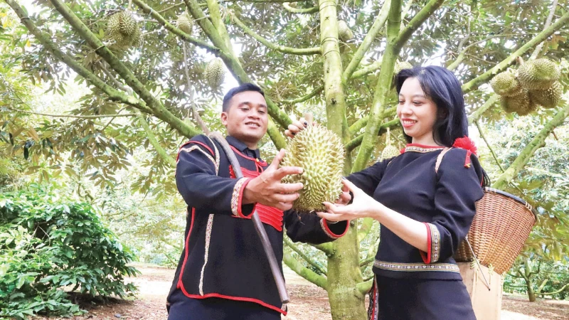 Trồng sầu riêng giúp nhiều nông dân Đắk Lắk nâng cao thu nhập, thoát nghèo bền vững.