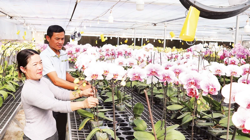 Vợ chồng anh Học, chị Hương bên những giàn hoa lan Hồ điệp phục vụ Tết Nguyên đán Bính Ngọ.