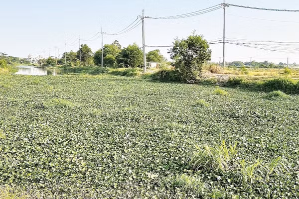 Lục bình sinh sôi dày đặc ở một con rạch thuộc địa bàn huyện Hóc Môn (cũ).