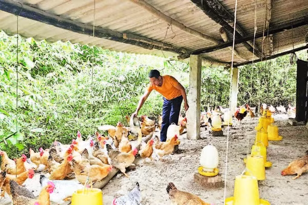 Mô hình chăn nuôi gà thả đồi tự nhiên của gia đình anh Lý Đức Bảo ở thôn Hợp Thành, xã Tiên Yên mang lại giá trị kinh tế cao.