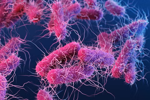 Vi khuẩn đường ruột Enterobacterales. (Ảnh: CDC)