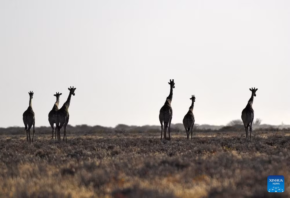 Hươu cao cổ dạo chơi trong Vườn quốc gia Etosha ở Namibia. (Ảnh minh họa: XINHUA)