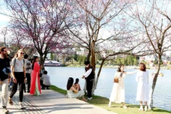 Hoa mai anh đào từ lâu được ví là “sứ giả” mùa xuân Đà Lạt.