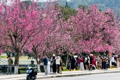 Phố núi Đà Lạt quyến rũ trong sắc hoa mai anh đào đang đến độ mãn khai.