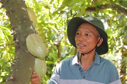 Ông Trần Như Phong (xã Nghĩa Thành, Thành phố Hồ Chí Minh) làm giàu từ trồng ca cao.