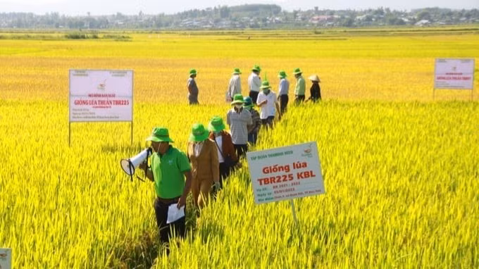 Công ty Cổ phần Tập đoàn ThaiBinh Seed 
