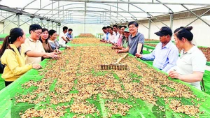 Chia sẻ việc liên kết từ khâu sản xuất đến thu hoạch, phơi sấy cà-phê hữu cơ tại một hợp tác xã ở Lâm Đồng.