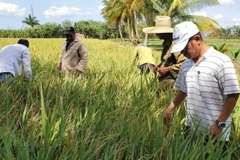 Tiến sĩ Trần Vũ Hải (ngoài cùng bên phải) đang hướng dẫn nông dân Cuba khử lúa lẫn trên ruộng giống.