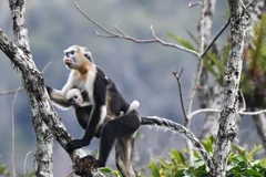 Hình ảnh Voọc mũi hếch ở rừng Khau Ca, tỉnh Tuyên Quang. (Ảnh: FFI)