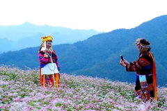 Lễ hội Hoa tam giác mạch được khai mạc vào tối 29/11.