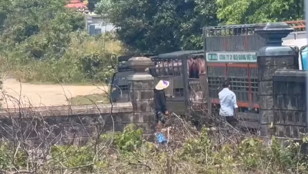 [Video] Quảng Trị: Bắt đường dây vận chuyển, mua bán hơn 250 tấn lợn bệnh
