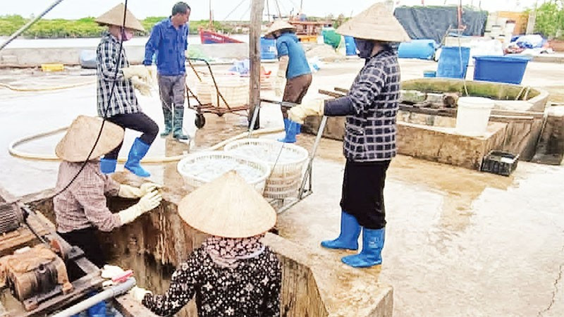 Thu hoạch sứa ở xã Hưng Phú (tỉnh Hưng Yên). 