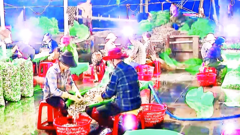 Người dân đưa ngao về khu tập trung để xử lý, làm sạch.