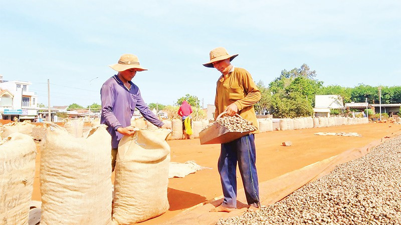 Doanh nghiệp và nông dân liên kết chặt chẽ xây dựng ngành điều bền vững.