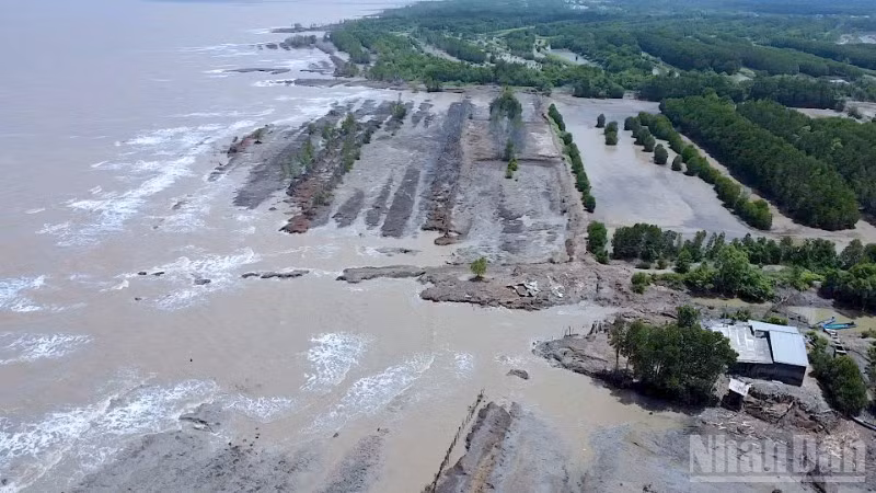 Sạt lở đất diễn biến phức tạp, phương hại trực tiếp đến tính mạng và đời sống của người dân vùng ven biển Cà Mau.