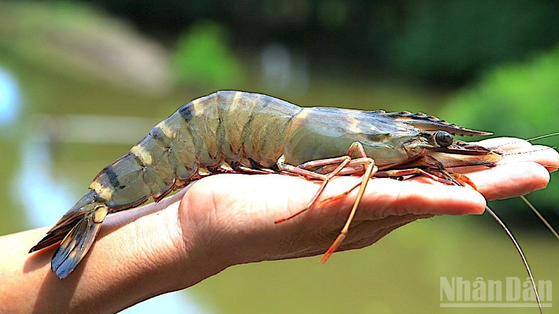 Tôm sú sinh thái ở miệt rừng ngập mặn Cà Mau.