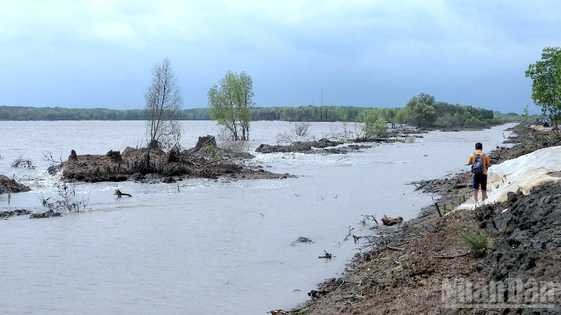Sóng biển gây sạt lở nghiêm trọng vùng ven biển Hố Gùi, xã Tân Tiến, tỉnh Cà Mau.