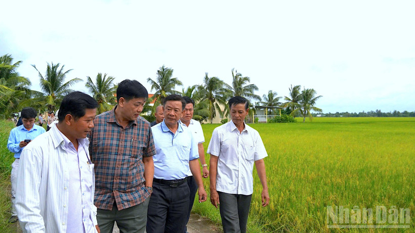 Trưởng Ban Tuyên giáo và Dân vận Tỉnh ủy Cà Mau Hồ Trung Việt (giữa, áo thun) thị sát mô hình liên kết sản xuất lúa chất lượng cao được bao tiêu đầu ra ở phường Láng Tròn.