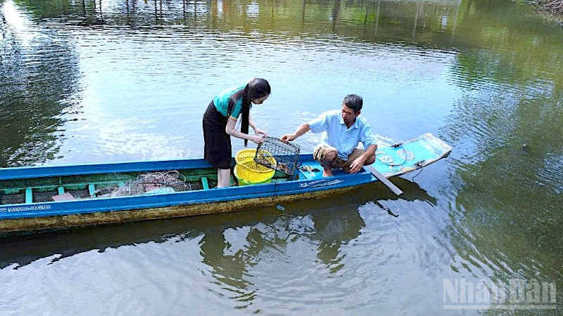 Đặt ngư cụ thu hoạch cua biển được nuôi xen canh trong vuông tôm ở vùng mặn Cà Mau.