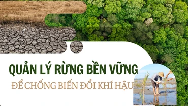 Quản lý rừng bền vững để chống biến đổi khí hậu