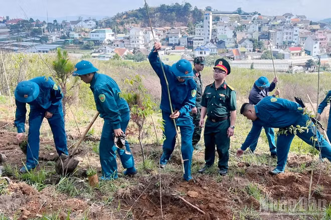 Nhiều khu vực trên địa bàn phường Xuân Trường-Đà Lạt đồng loạt ra quân trồng cây mai anh đào trên địa bàn ngay sau lễ phát động.