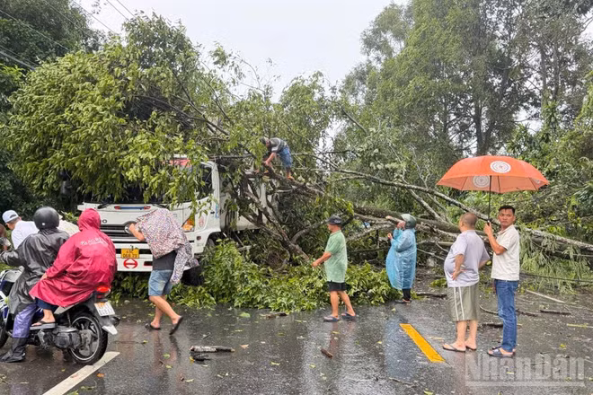 Hiện trường cây rừng ngã đổ trúng xe tải lưu thông trên Quốc lộ 20, đoạn qua đèo Chuối. (Ảnh: CTV)