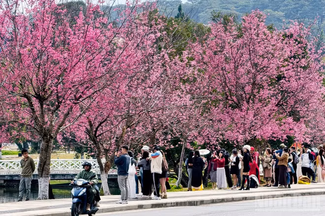 Phố núi Đà Lạt quyến rũ trong sắc hoa mai anh đào đang đến độ mãn khai.