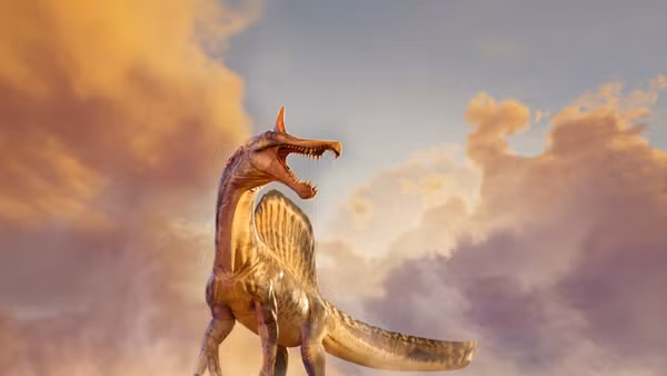 Hình minh họa loài khủng long Spinosaurus mirabilis. (Ảnh: Đại học Chicago)