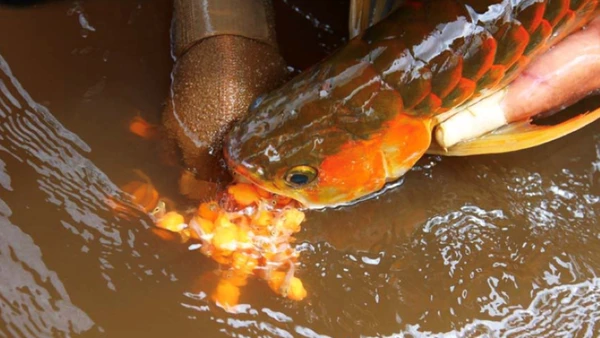 Nhiều người nhập viện sau khi ăn trứng cá rồng. (Ảnh minh họa)