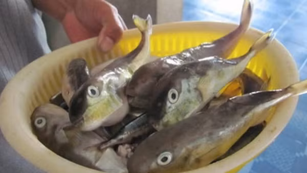Người dân tuyệt đối không sử dụng cá nóc làm thực phẩm dưới bất kỳ hình thức nào. (Ảnh minh họa)