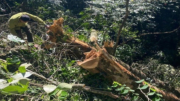 Kiểm lâm kiểm tra cây gỗ trong rừng đặc dụng bị đốn hạ trái pháp luật.