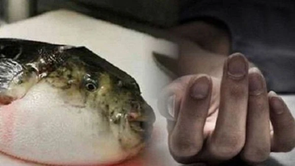 Nguyên nhân gây ngộ độc cá nóc chính là do độc chất tetrodotoxin ở trong cá nóc, tập trung ở trứng, ruột và tinh hoàn cá. (Ảnh minh họa)